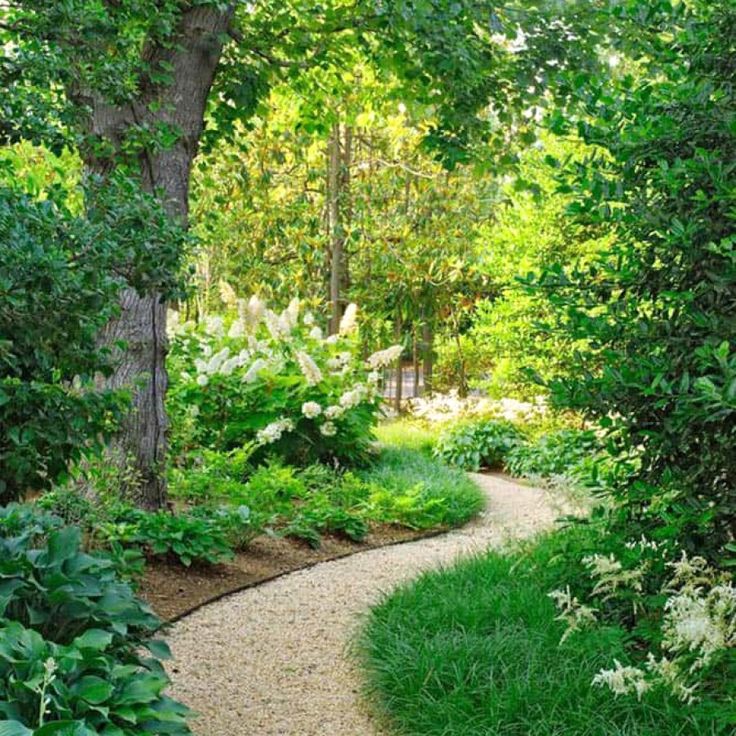 Curving gravel path through a sunlit garden with green foliage and white hydrangea blooms